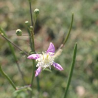 Cleome